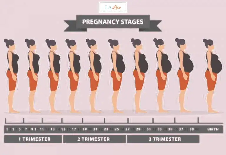 First Trimester (Weeks 1–12): Early Changes You Might Not Notice Hampton Court